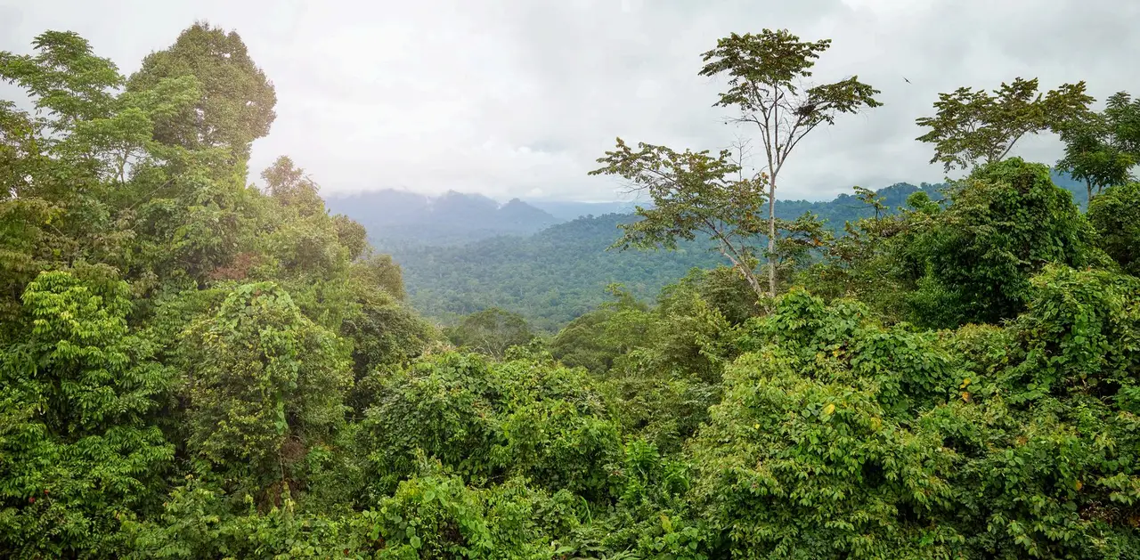 Las copas de la selva tropical de Borneo extendiéndose sobre colinas, con un árbol emergente destacando sobre el dosel y montañas entre la bruma al fondo.