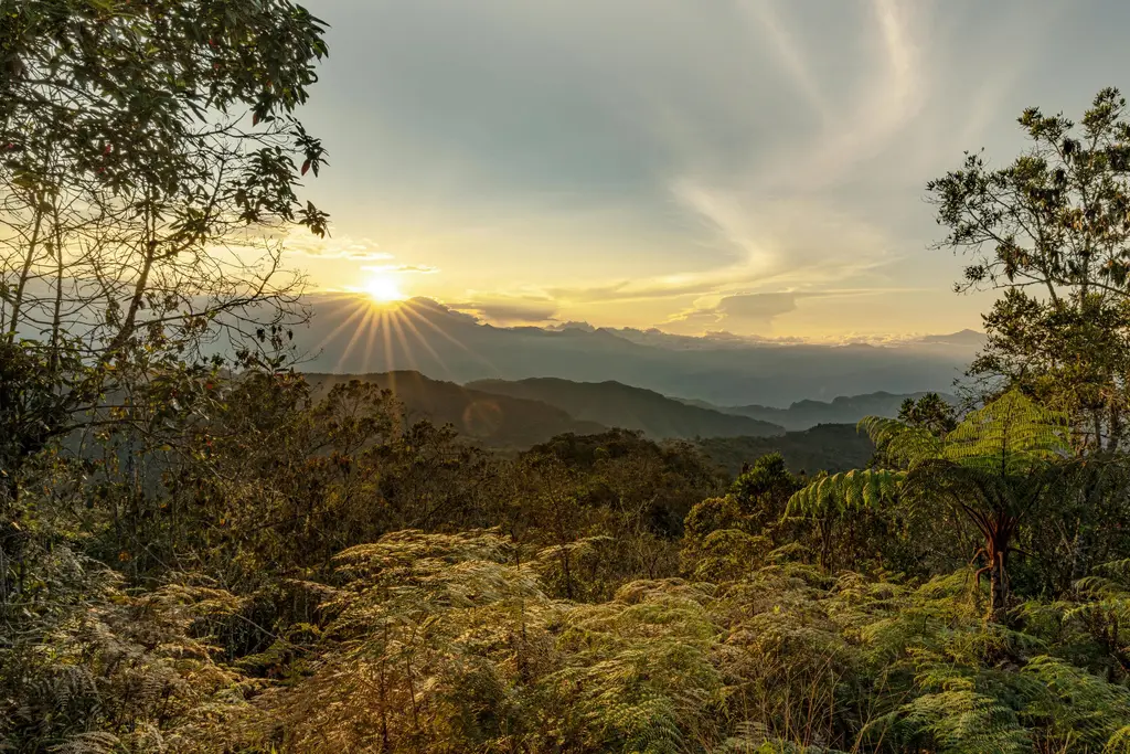 Amanecer sobre las montañas boscosas de los Andes colombianos, con el sol saliendo entre las cumbres y helechos arbóreos en primer plano.