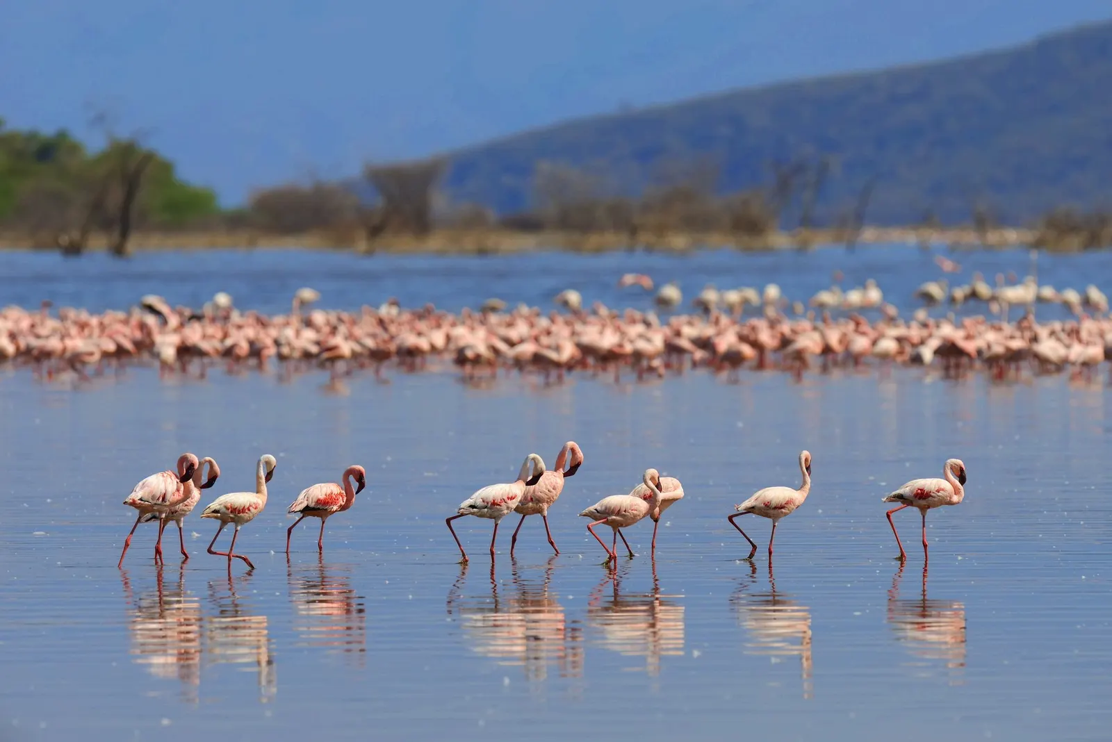 Un grupo de flamencos rosas caminando por las aguas poco profundas del lago Nakuru, con sus reflejos en el agua y más aves a lo lejos.