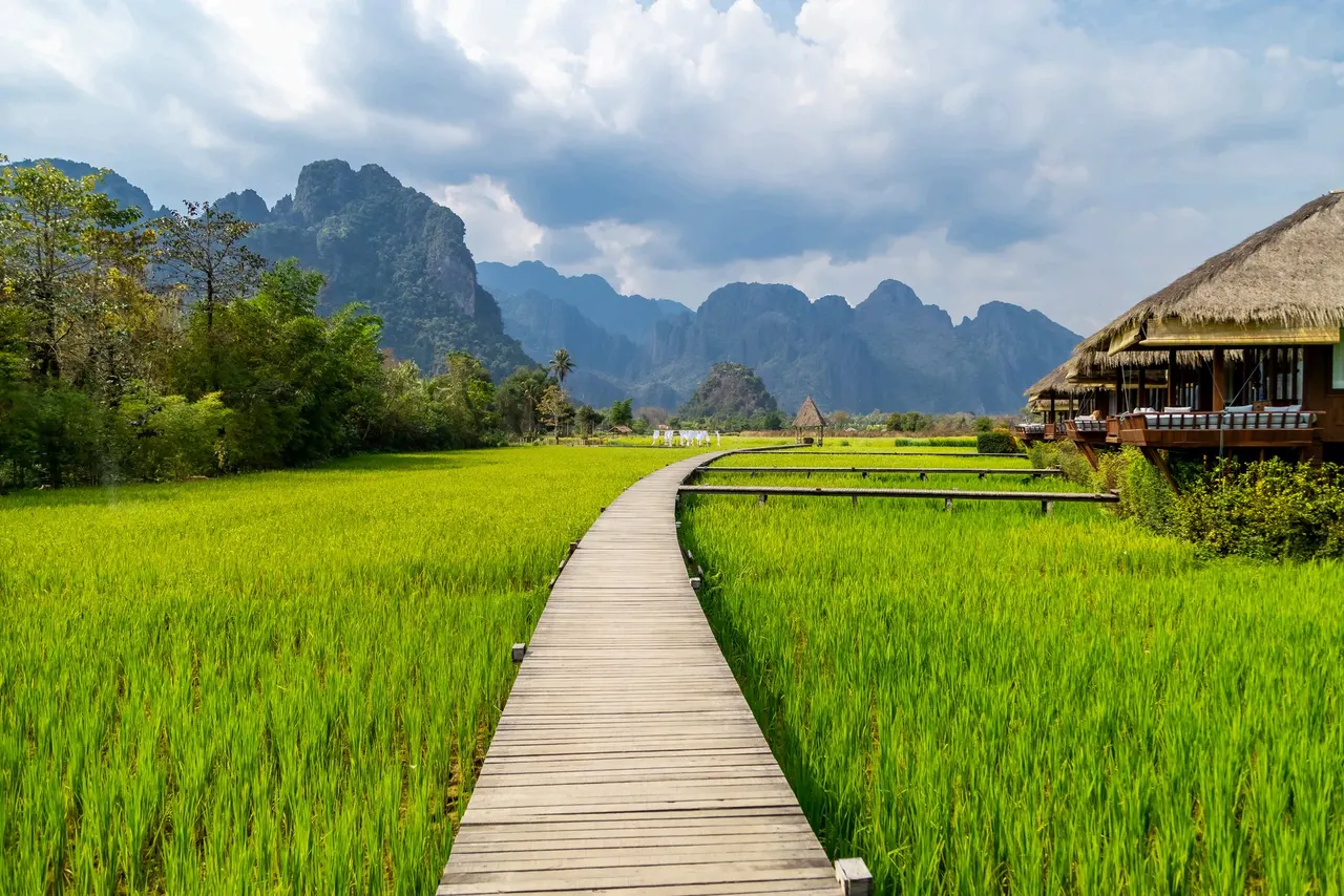 Una pasarela de madera cruzando un arrozal de un verde intenso, con las montañas de roca caliza de Vang Vieng al fondo.